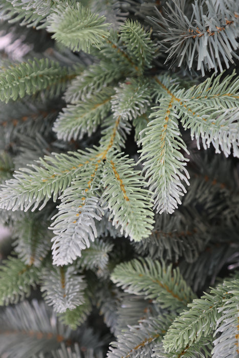 Blue Spruce - 150cm