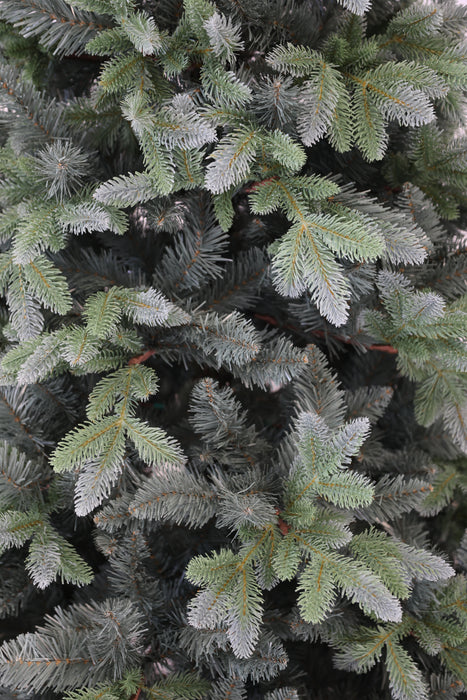 Blue Spruce - 150cm